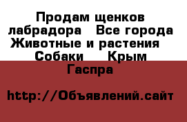 Продам щенков лабрадора - Все города Животные и растения » Собаки   . Крым,Гаспра